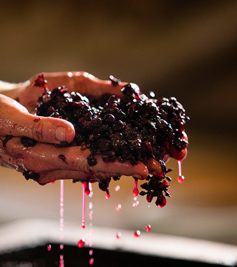 fermentation wine making in hands juice grappes